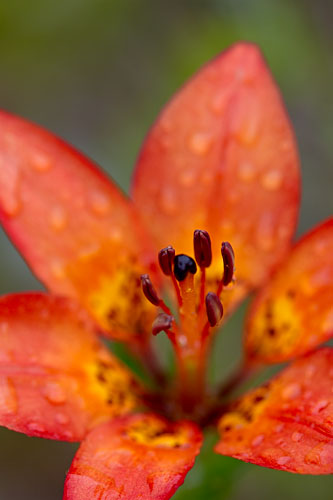 Wood Lily
