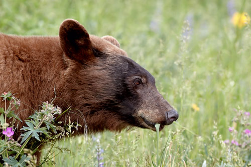Black Bear