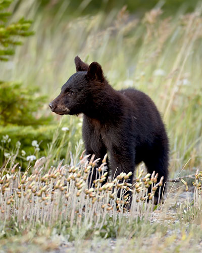 Black Bear Cub