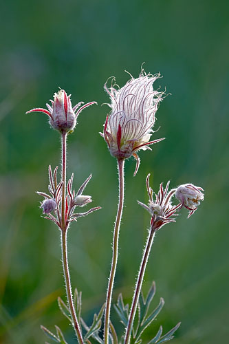 Prairie Smoke