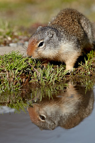 Columbian Ground Squirrel
