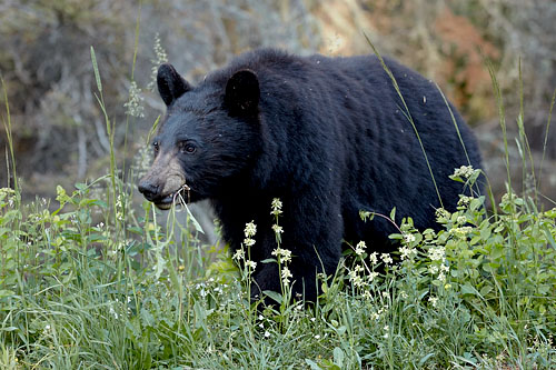 Black Bear