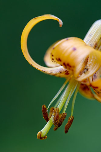 Tiger Lily