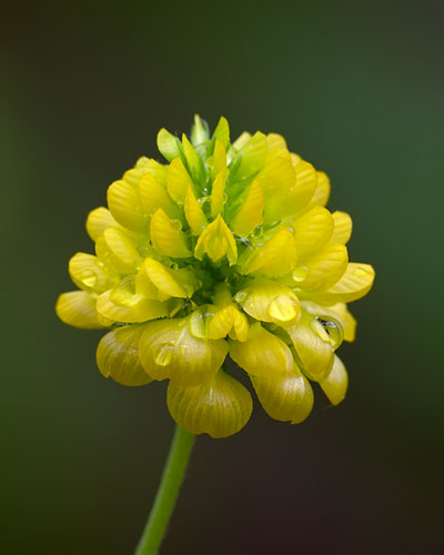 Hop Clover