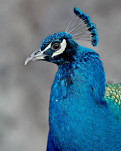 Peacock