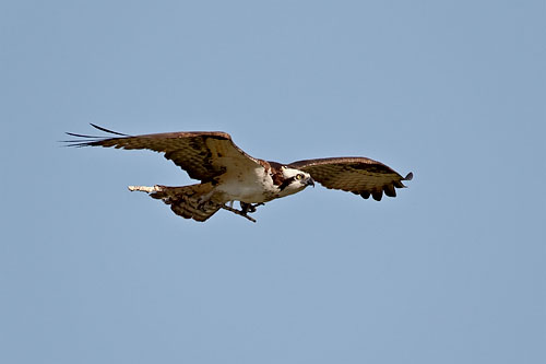 Osprey With Nesting Material