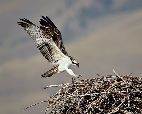 Osprey Landing
