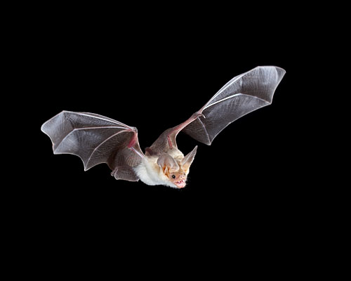 Pallid Bat