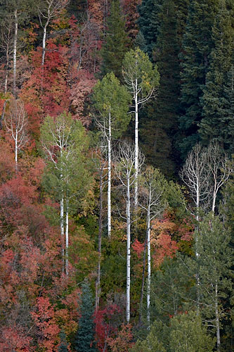 Aspen Trees