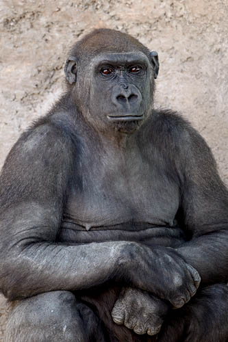 Western Lowland Gorilla