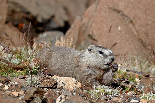 Yellow-Bellied Marmot Feeding