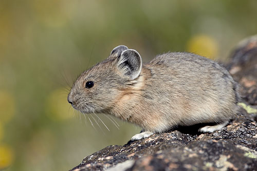 American Pika