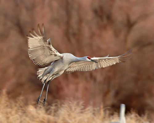 Sandhill Crane Landing
