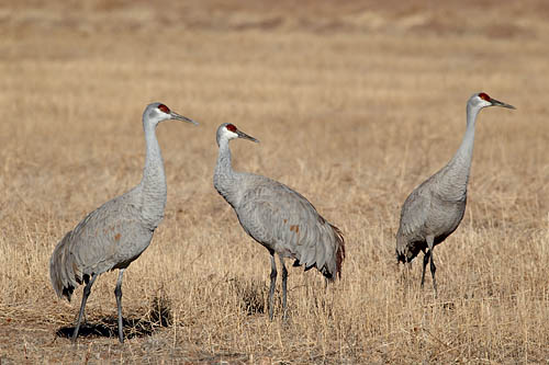 Sandhill Cranes