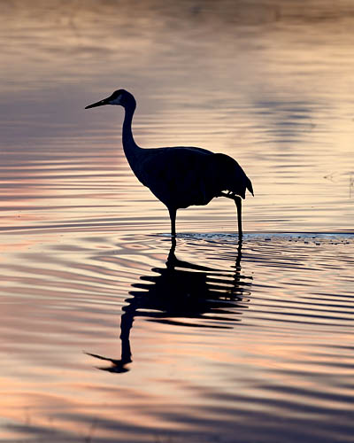 Sandhill Crane Silhouette
