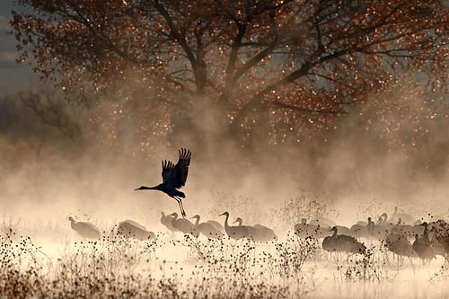 Sandhill Dawn