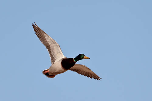 Mallard Drake