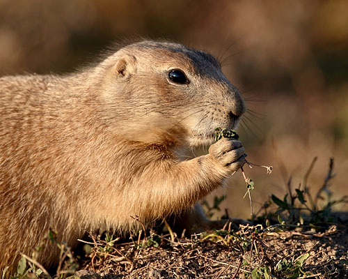Blacktail Prairie Dog