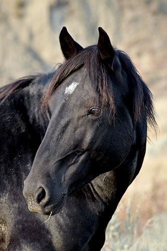 Wild Horse