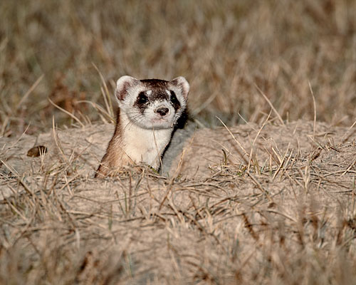 Black-Footed Ferret