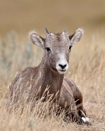 Bighorn Sheep Lamb