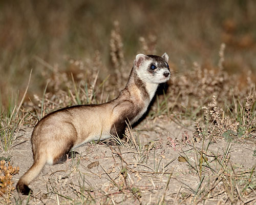 Black-Footed Ferret