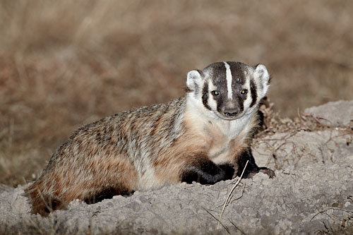 Badger