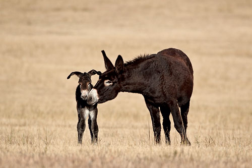 Wild Burro Jenny And Foal