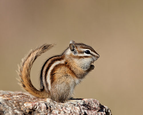 Least Chipmunk