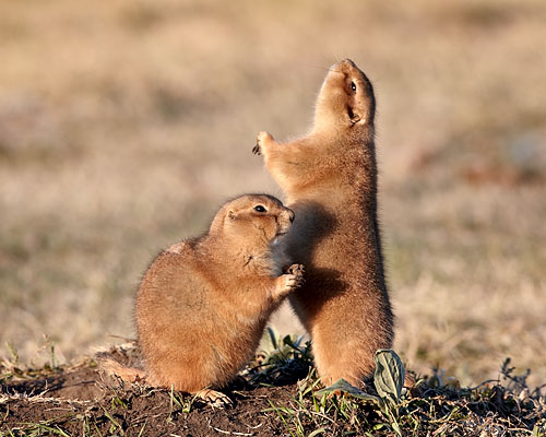 Black-Tailed Prairie Dogs