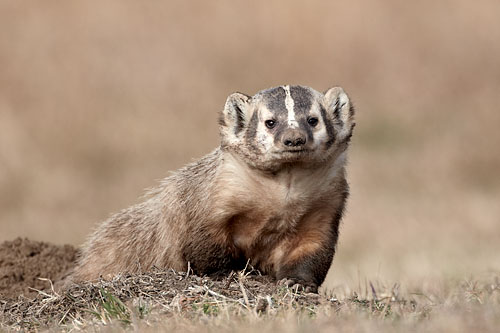 Badger