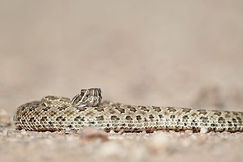 Prairie Rattlesnake