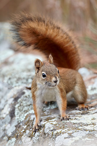 American Red Squirrel