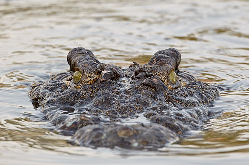 Nile Crocodile