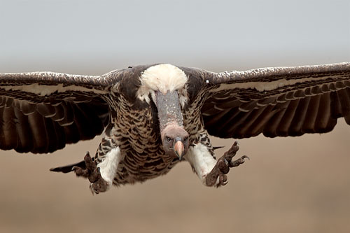 R&uuml;ppell's Griffon Vulture