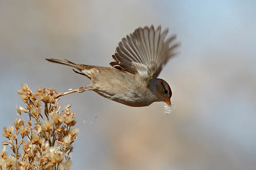 Young White-Crowned Sparrow