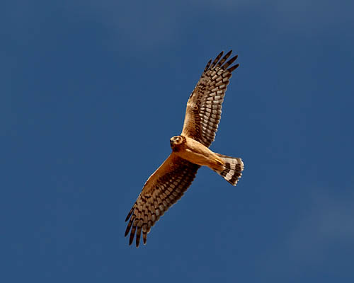 Northern Harrier