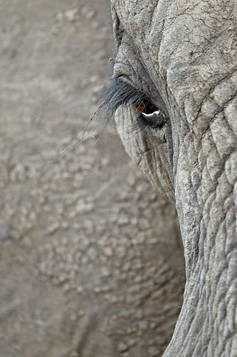 African Elephant Eye