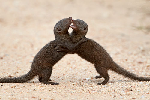 Dwarf Mongoose Sparring