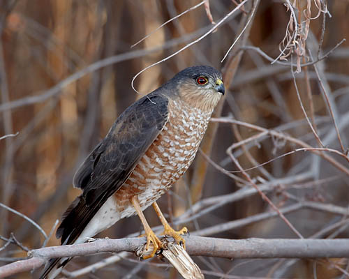Sharp-Shinned Hawk