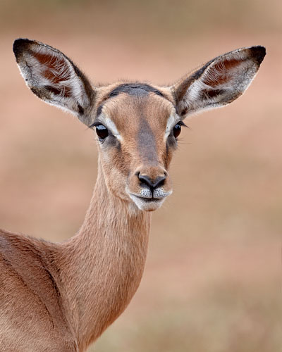 Young Impala