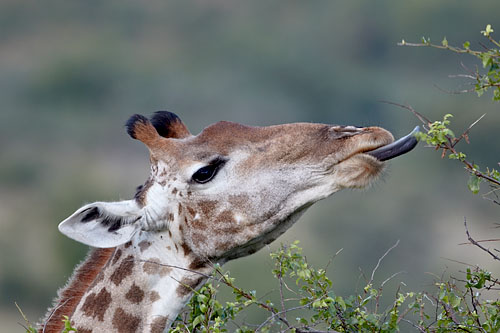 Cape Giraffe