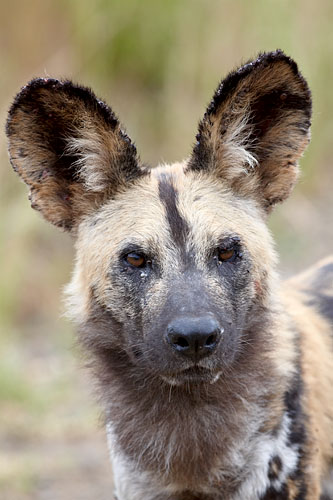 African Wild Dog