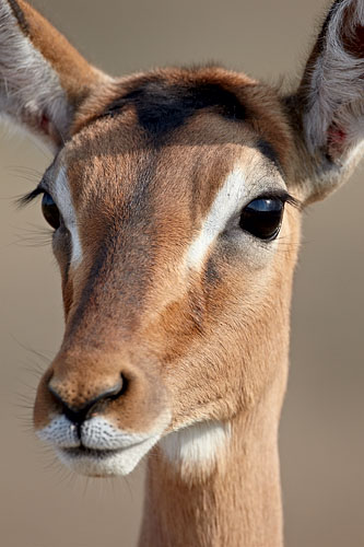 Impala