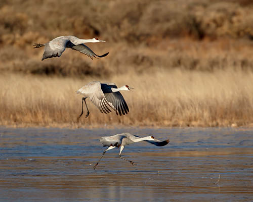 Sandhill Cranes Taking Off