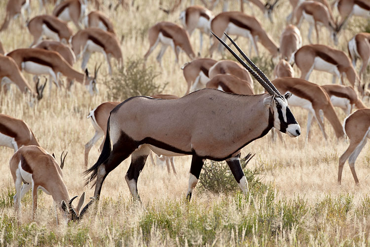 Gemsbok