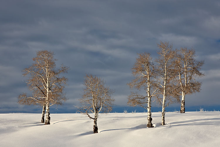Aspens In Snow