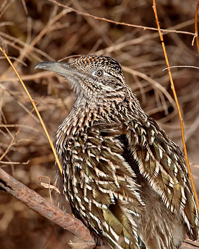 Greater Roadrunner