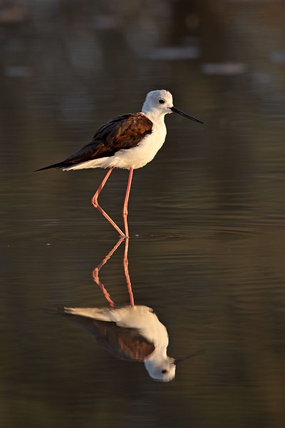 Black-Winged Stilt