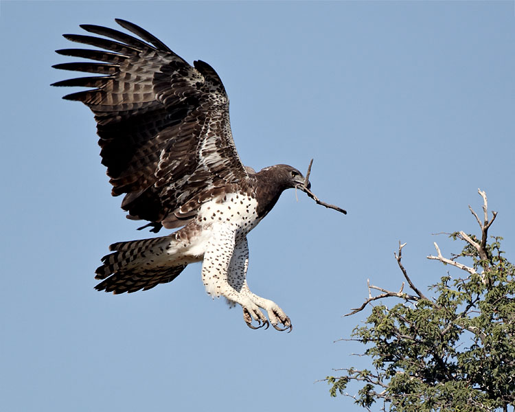 Martial Eagle